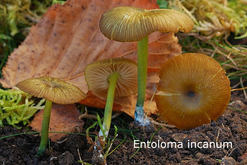 Entoloma incanum-amf762.jpg - Entoloma incanum ; Syn1: Rhodophyllus incanus ; Syn2: Rhodophyllus euchlorus ; Non français: Entolome à pied vert